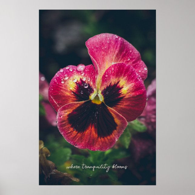Rosa und rote Blume mit Regentropfen Poster (Vorne)