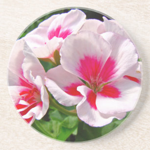 Rosa und Rote Geranie Sandstein Untersetzer