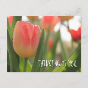 Rosa und rote panaschierte Tulpen in Grün Postkarte
