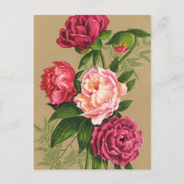Rosa und Rote Rosen Postkarte (Vorderseite)