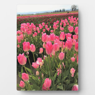 Rosa und rote Tulips in einem Feld, Oregon Fotoplatte