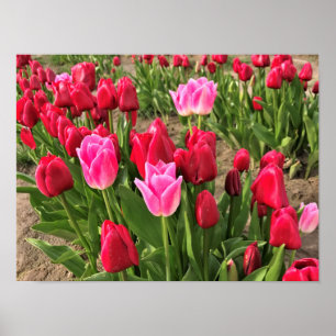 Rosa und Rote Tulissen Poster