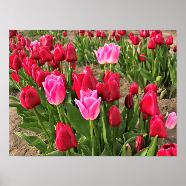 Rosa und Rote Tulissen Poster (Vorne)