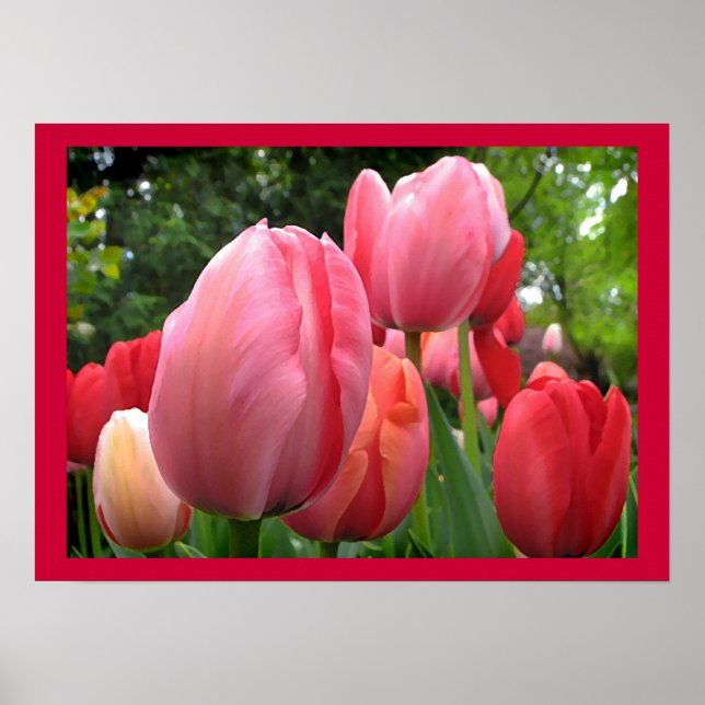 Rosa und roter Frühling Tulip Garden Blume Poster (Vorne)
