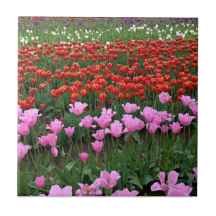 Rosa und Rotes Tulip Feld, Oregon Fliese