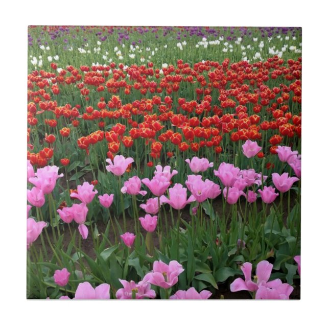 Rosa und Rotes Tulip Feld, Oregon Fliese (Vorderseite)