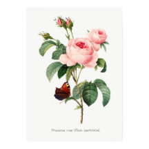 Rosa und Schmetterling Botanische Illustration