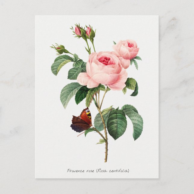 Rosa und Schmetterling Botanische Illustration Postkarte (Vorderseite)