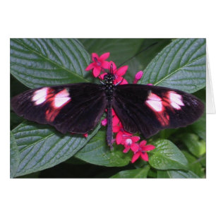Rosa und schwarzer Schmetterling