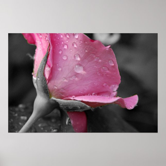 Rosa und schwarzes Poster (Vorne)