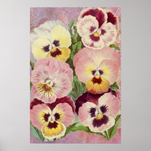 Rosa und violette Stiefmütterchen und Spitze-Ephem Poster