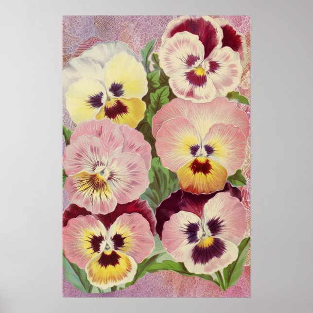 Rosa und violette Stiefmütterchen und Spitze-Ephem Poster (Vorne)