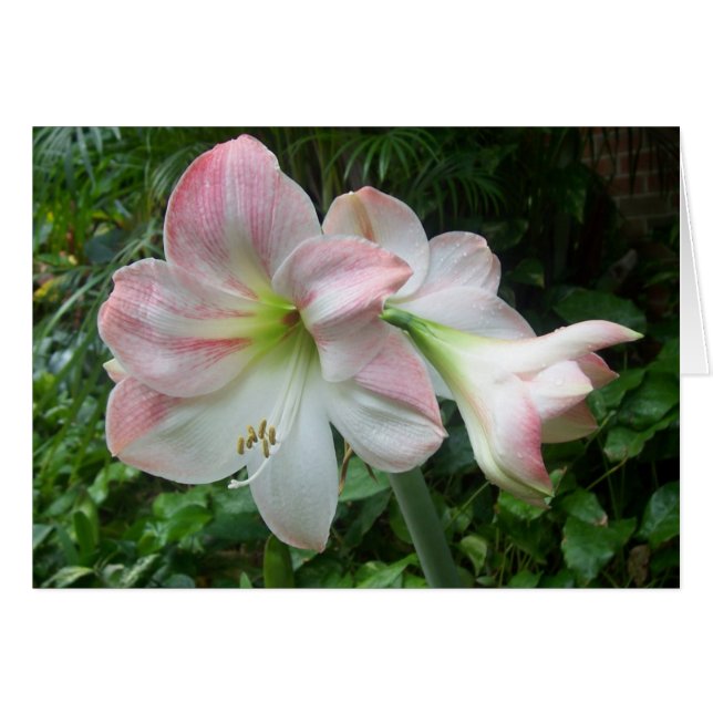 rosa und weiß (Vorderseite (Horizontal))