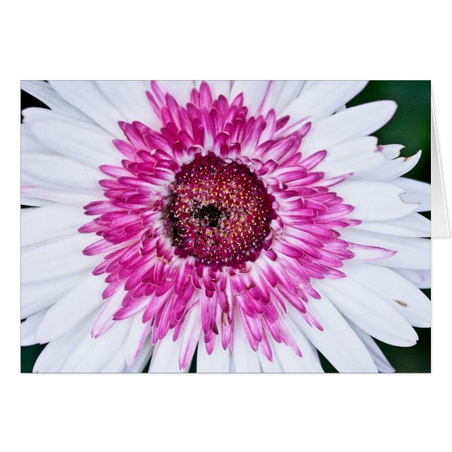 Rosa und Weiß (Vorderseite (Horizontal))