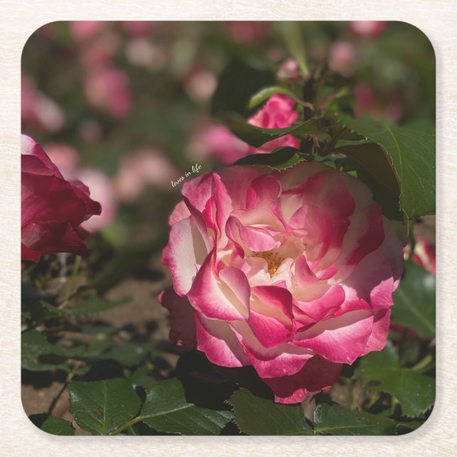Rosa und Weiß Rechteckiger Pappuntersetzer (Vorderseite)