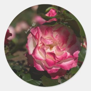 Rosa und Weiß Runder Aufkleber