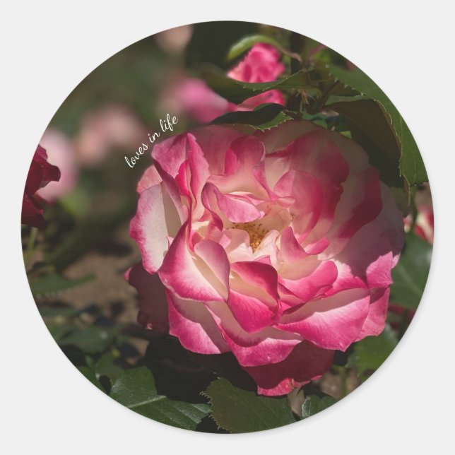 Rosa und Weiß Runder Aufkleber (Vorderseite)