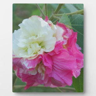 rosa und weiß veränderliche Hibiskusblüte Fotoplatte
