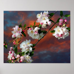 Rosa und weiße Apfelblüten Morgenhimmel Poster