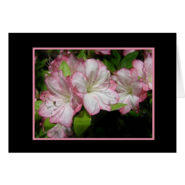 Rosa und weiße Azalea Karte (Vorderseite (Horizontal))