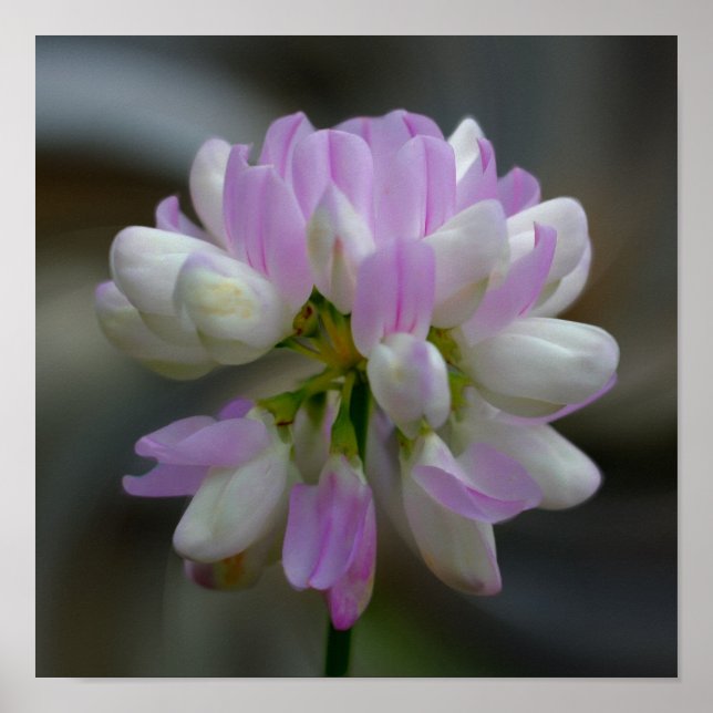 Rosa und weiße Blume Nah Poster (Vorne)