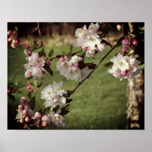 Rosa und weiße Blüten im Frühling. Poster