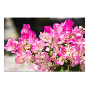Rosa und weiße Bougainvillea Fotodruck