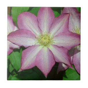 Rosa und weiße Clematien Frühlingszeit Blume Fliese