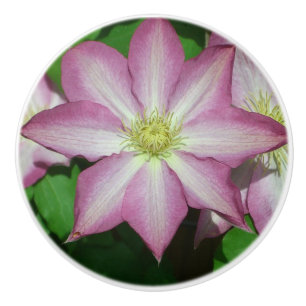 Rosa und weiße Clematien Frühlingszeit Blume Keramikknauf