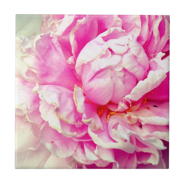 Rosa und weiße Erdnüsse Fliese (Vorderseite)