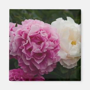 Rosa und weiße Erdnüsse Rosa & Weiße Pfingstrose Magnet