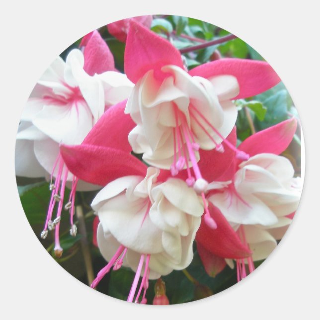 Rosa und weiße Fuschia-Aufkleber Runder Aufkleber (Vorderseite)