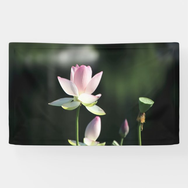 Rosa und weiße Lotus-Blume Banner (Horizontal)
