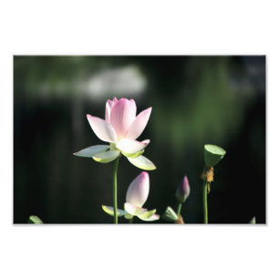 Rosa und weiße Lotus-Blume Fotodruck