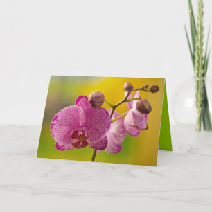 Rosa und Weiße Orchidee Karte
