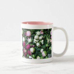 Rosa und weiße Pfingstrose knospt Tasse
