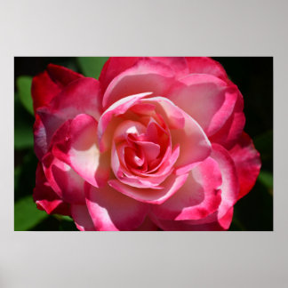 Rosa und weiße Rosenplakate Poster