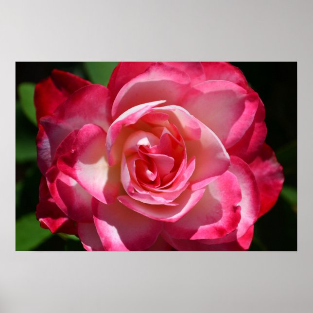 Rosa und weiße Rosenplakate Poster (Vorne)