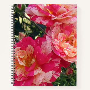 Rosa und weiße Streifen Rose Blumenstrauß Notizbuch