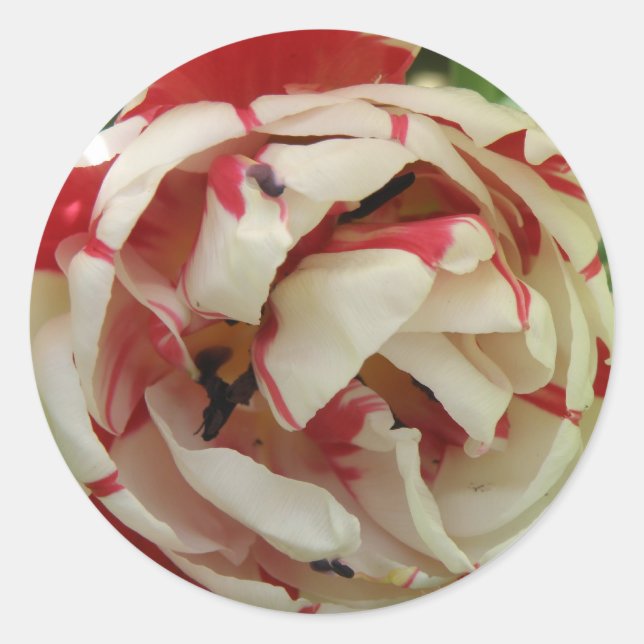 Rosa und weiße Tulip Aufkleber (Vorderseite)