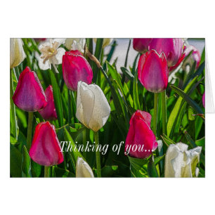 Rosa und weiße Tulpen, farbenfrohe Vorstellung von