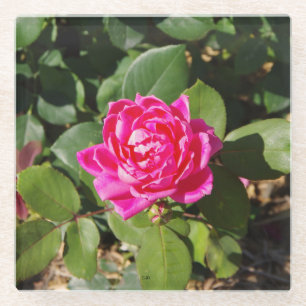 Rosa Untersetzer