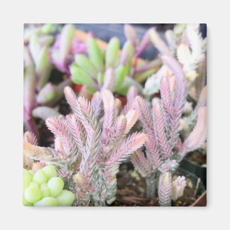 Rosa Verschiedene Crassula Watch Kette Sukkulent Magnet