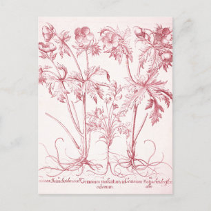 Rosa Vintage botanische Kunst Postkarte