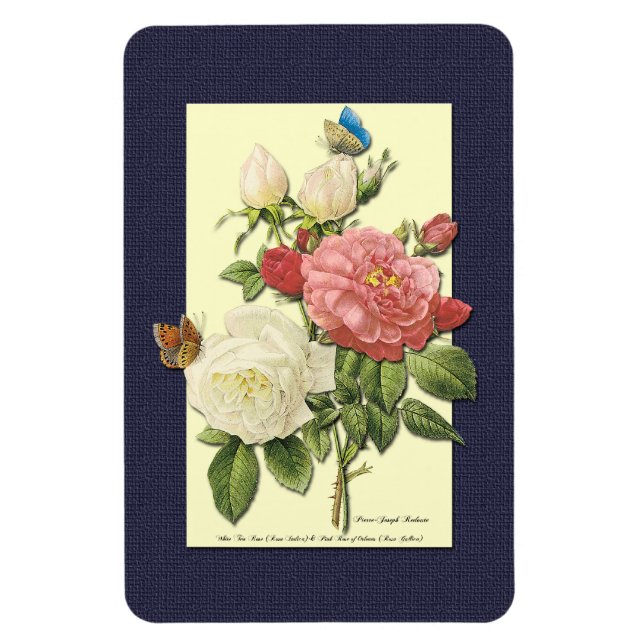 Rosa Vintage botanische Rose Magnet (Vertikal)