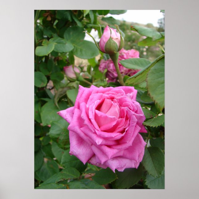 Rosa Vintage Cabbage Rose Naturgarten Poster (Vorne)