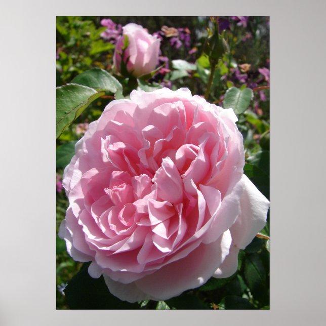 Rosa Vintage Cabbage Rose Naturgarten Poster (Vorne)