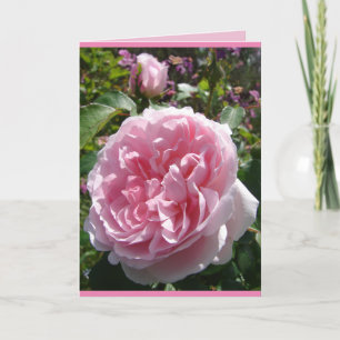 Rosa Vintage-Kohl-Rose English Rose Blumenkarte Karte