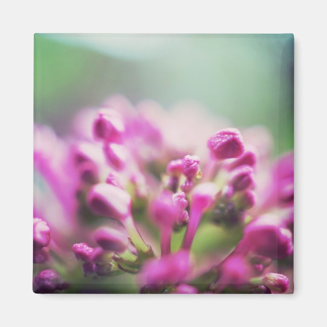 Rosa Vintage Makro-Blume Magnet (Vorne)