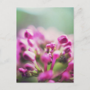 Rosa Vintage Makro-Blume Postkarte